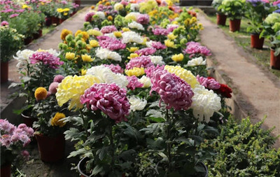 南方種什么致富花好看又好養(yǎng)？探索南方花卉種植的致富之道與禮品花卉銷(xiāo)售